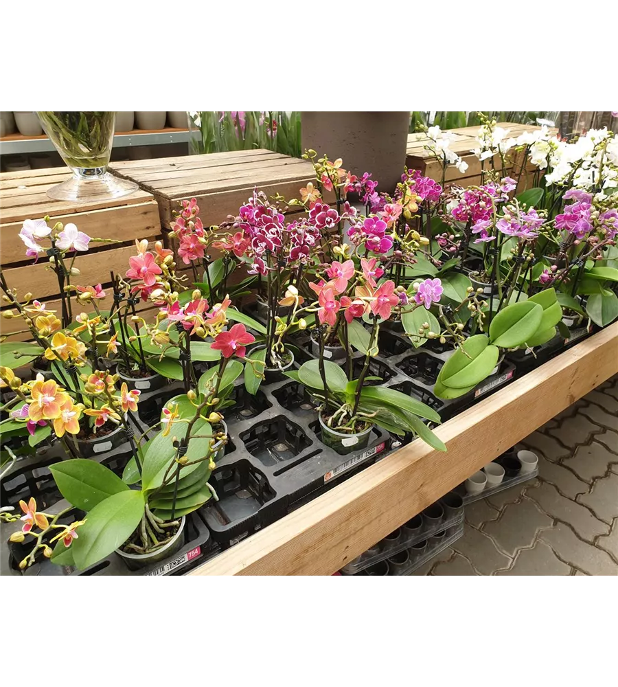 Phalaenopsis miniflora Der Holländer Pflanzencenter