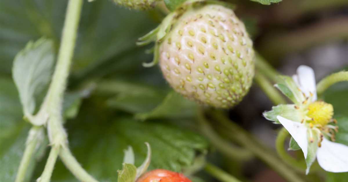 Erdbeeren Schneiden Der Holl Nder Pflanzencenter