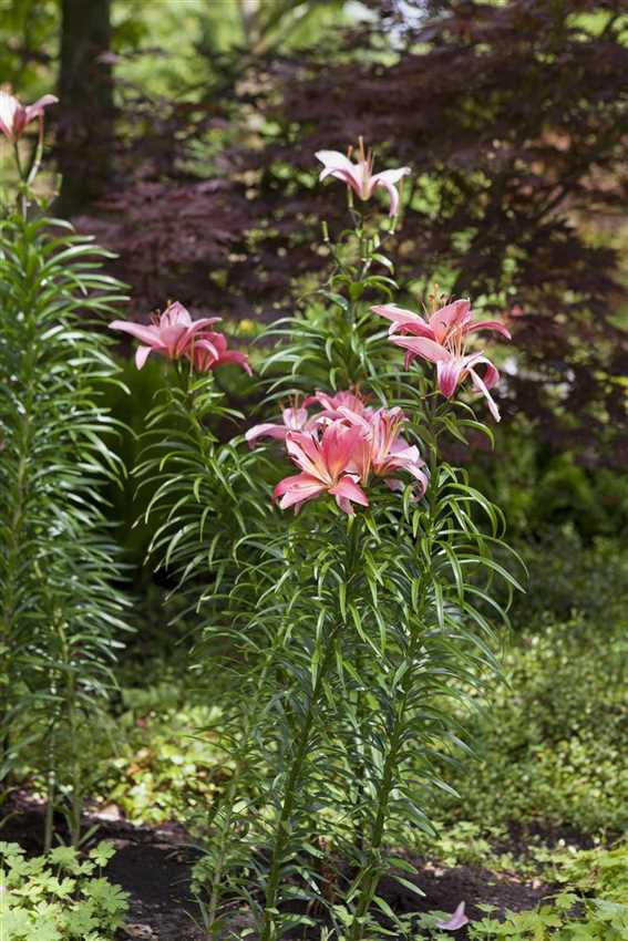 Pflanzzeit Für Lilien