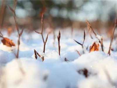 Den Garten winterfest machen