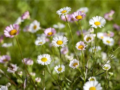 Die heilende Wirkung von Gänseblümchen