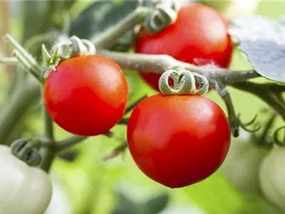 Alte Tomatensorten gibt es auch fürs Freiland