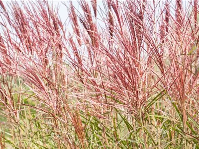 Ziergräser im Garten sind vielfältig einsetzbar 