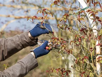 Der Rosenschnitt – Schönheitskur im Frühling