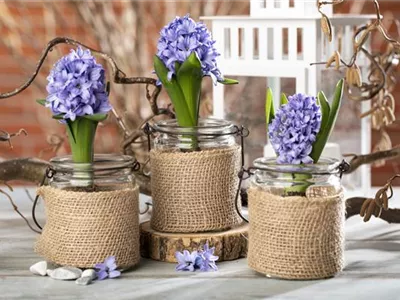 Blumenzwiebeln im Haus – Frühling im Wohnzimmer