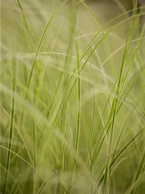 Auf die Feinheiten kommt es an: wie Gräser den Garten aufwerten