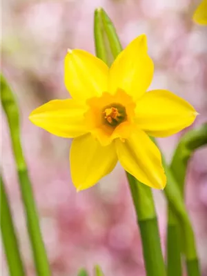 Narzissen – Frühling im Garten