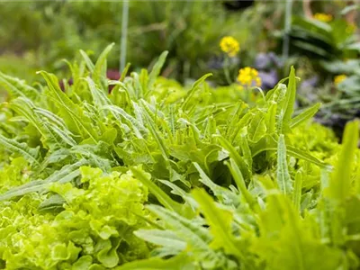 Ein bunter Salat auf dem Balkon mit Urban Gardening