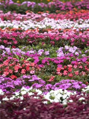 Begonien – tropische Blütenpracht in Haus und Garten