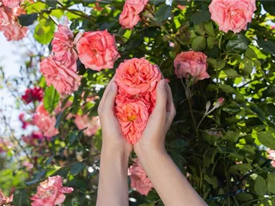 Die Rose – die Königin der Pflanzen für Balkon und Terrasse