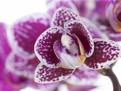 Orchideen für Anfänger und Profis