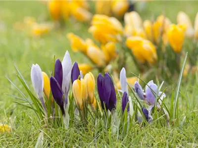 Krokus pflanzen: Der Klassiker im Frühlingsbeet