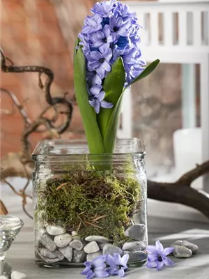 Weihnachtliche Geschenkidee: Blumenzwiebeln im Glas