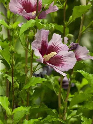 Der Hibiskus, ein großartiges Mitglied im Garten-Ensemble