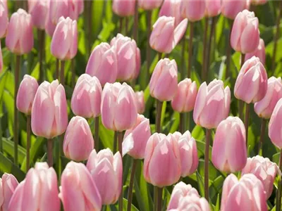 Triumph-Tulpen pflanzen – Farbenspiel im Blumenbeet