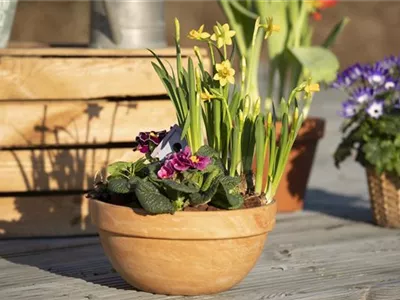 Pflanzschalen bringen Grün in den Eingangsbereich und auf die Terrasse 