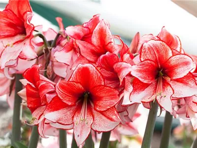 Amaryllis – pflanzen und pflegen im Haus