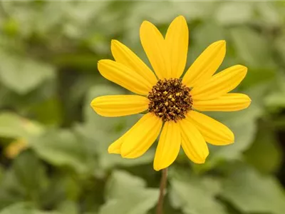 Mit einjährigen Pflanzen den Garten bunter machen