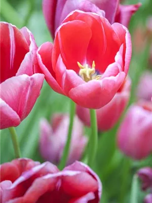 Tulpen im Garten – der bunte Wahnsinn 